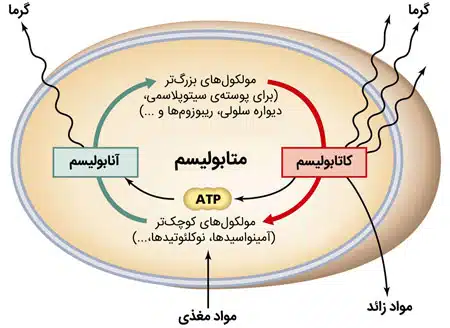 متابولیسم 