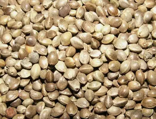 شاهدانه